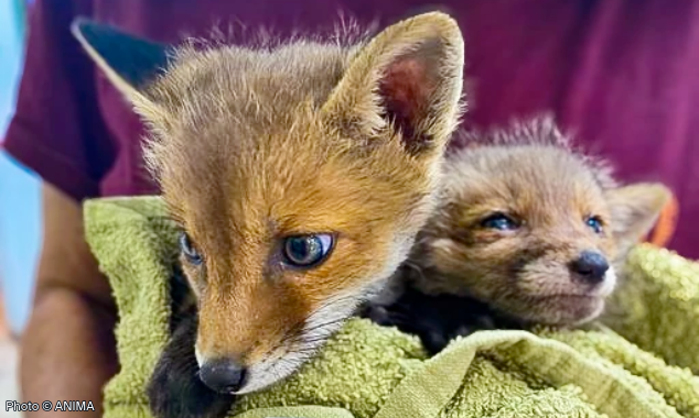 Website EOY-CYG-BabyAnimals-18-20240628_DRI_Greece_Athens_BabyFox_001-634x380