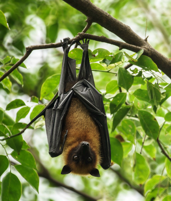 Website EOY-CYG-Pollinators-10-720x850-AdobeStock_114310369