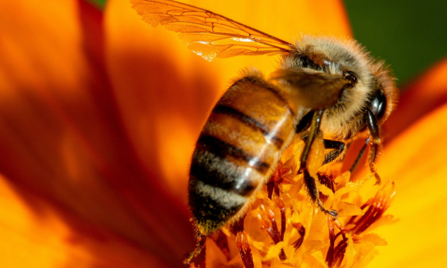 Website EOY-CYG-Pollinators-2-634x380-BC_PollinatorProject_Pennsylvania_024