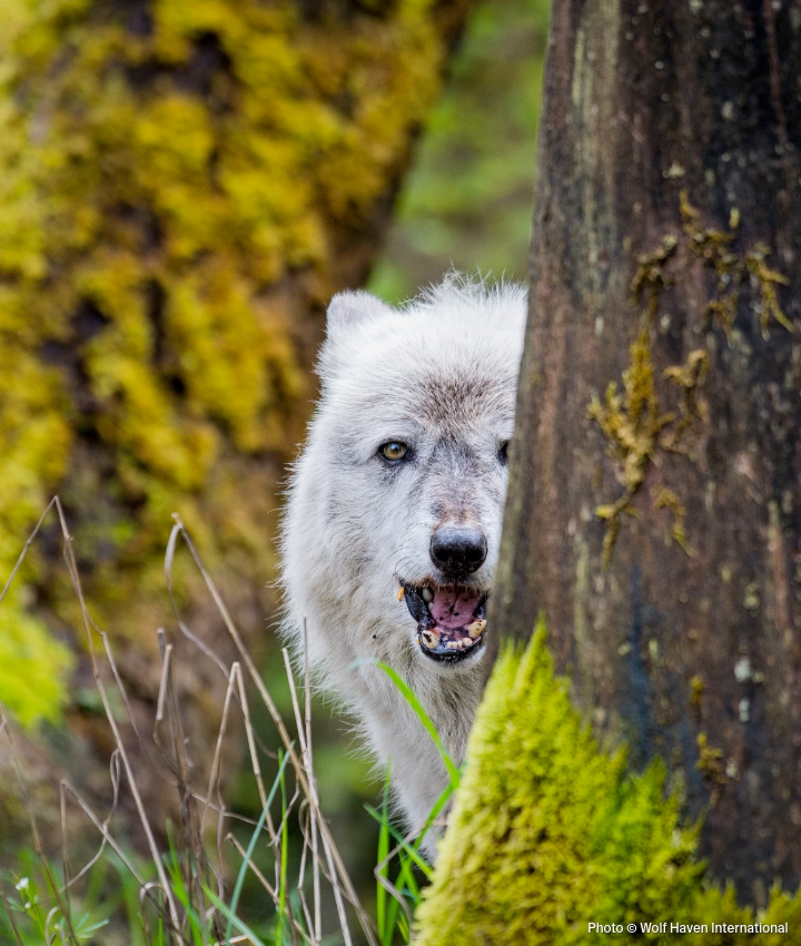 Wolf Help Gifts that Give Back: The Ultimate Gift Guide