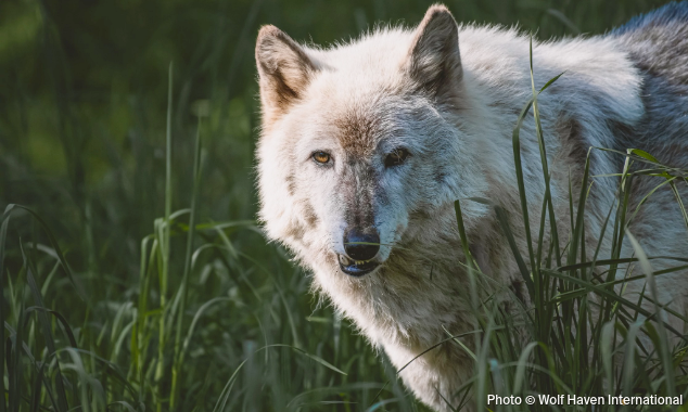 Website EOY-CYG-Wolves-5-20250808_BC_WHI_Wolf_Billie_002-634x380