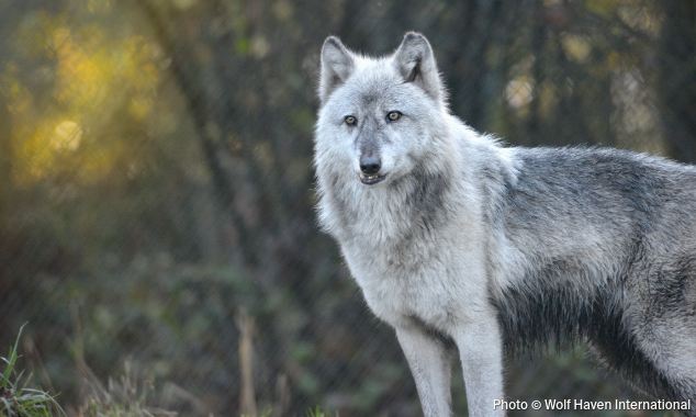 Website EOY-CYG-Wolves-8-20250808_BC_WHI_Wolf_Billie_003-634x380