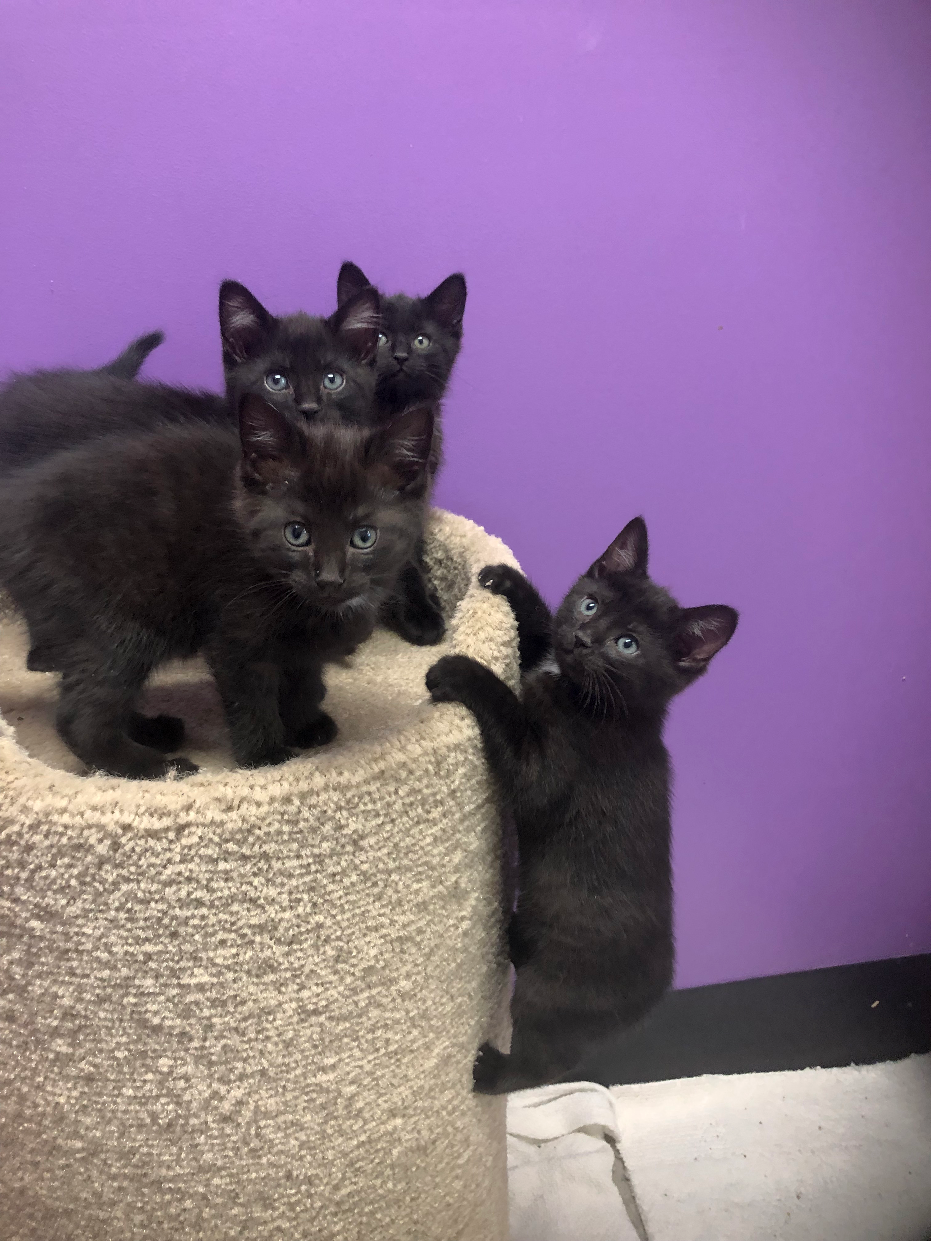 Woodchuch, Walerby, Wiseguy playing Athens Area Humane Society ed