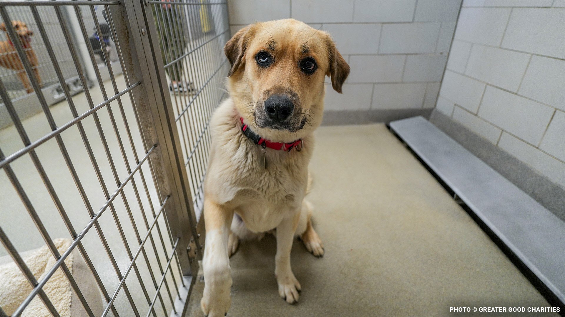 addressing-the-pet-care-crisis-image2