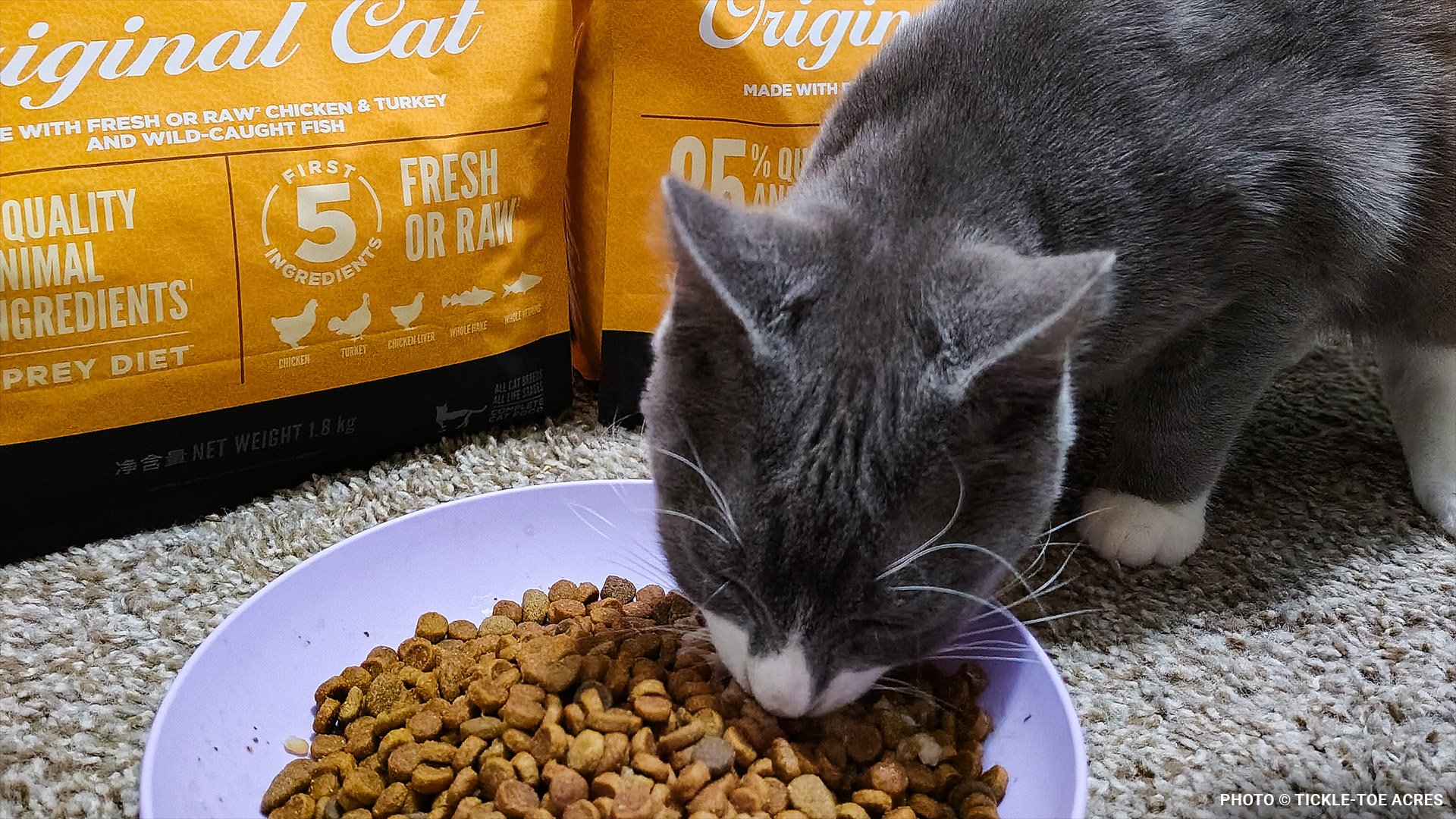 addressing-the-pet-care-crisis-image8