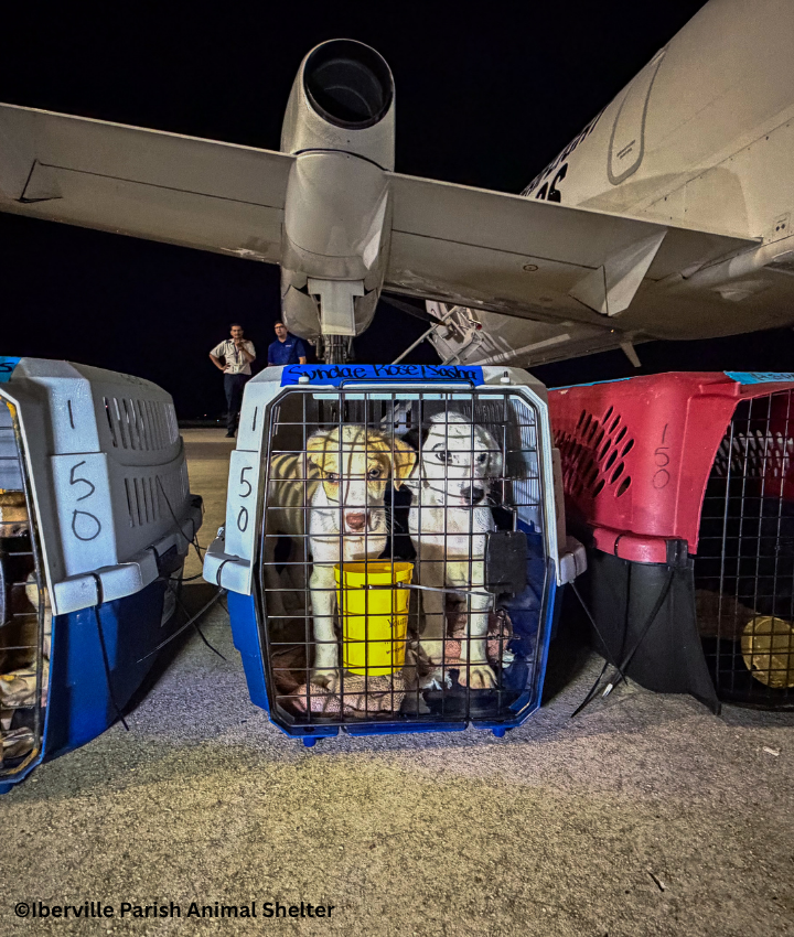animalflightheader0916
