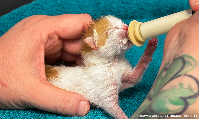 bottlekittens634x380(2)