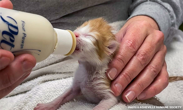 bottlekittens634x380