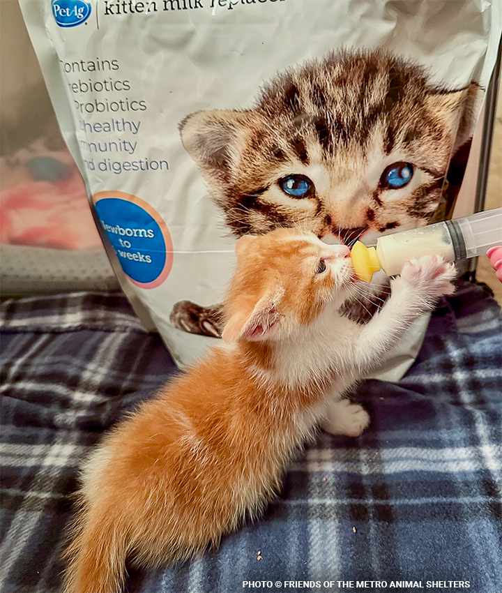 bottlekittens720x850