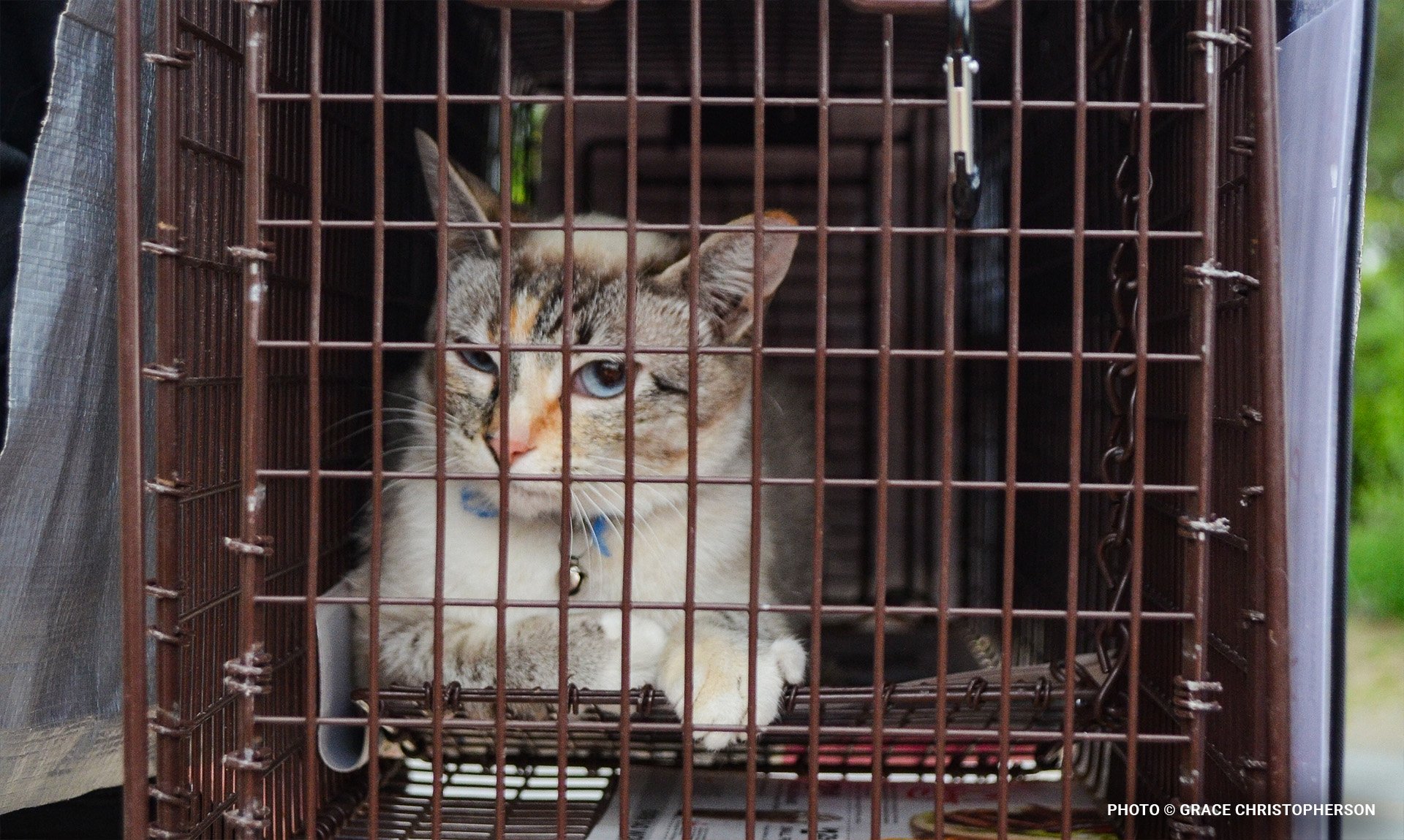bridging-the-veterinary-care-gap-supporting-pets-families-communities7