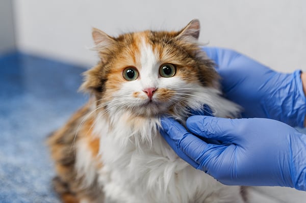 cat_sterilization