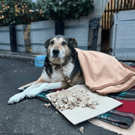 feed pets in ukraine v3