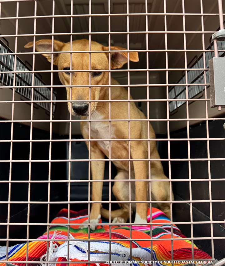 gafireflightheader-1