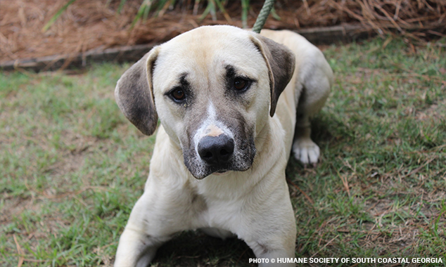 gaflfireflight634x380(2)-2