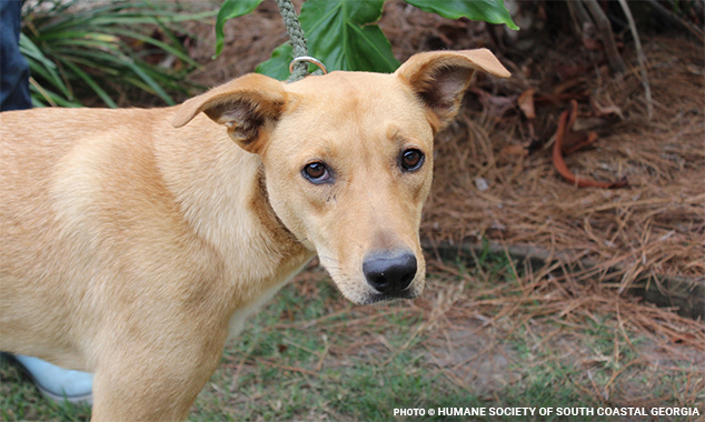 gaflfireflight634x380-2