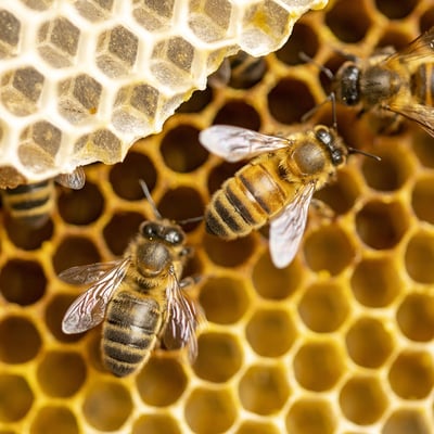 honey-bee-day-1