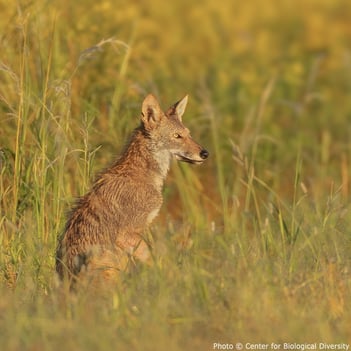 hope-redwolves-3