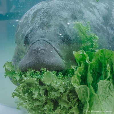 hubspot-givegood-manatees-v1