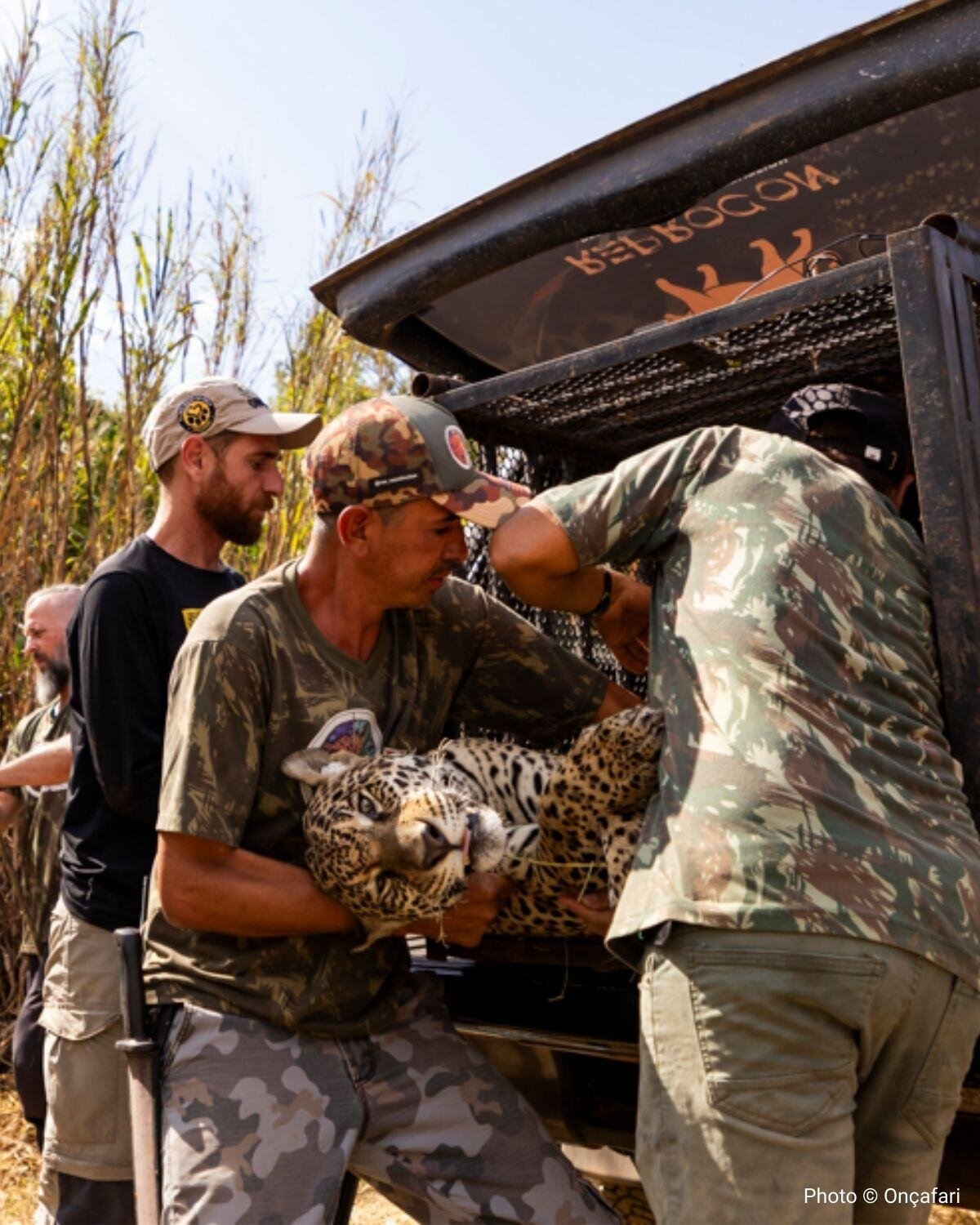 jaguar rescue mission