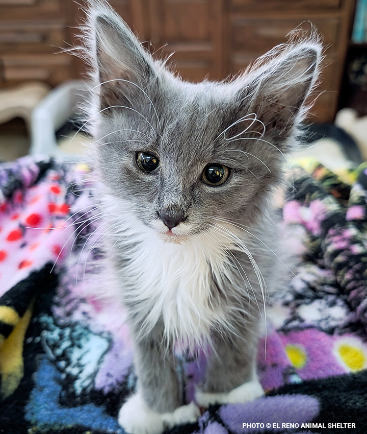 ihccarepackage720x850