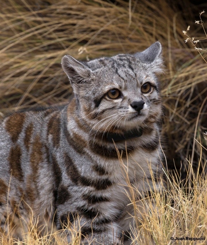 landing page images-1-Andean-Cats-Main