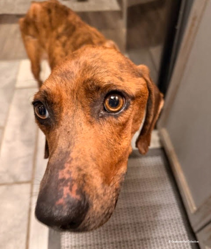 landing page images-1-EOY-Pet-Food-Drive-Main