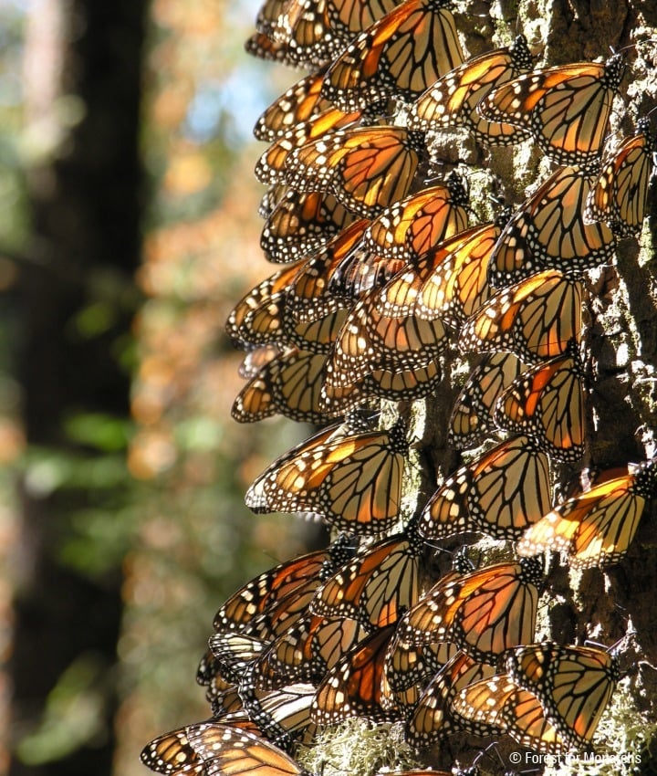 landing page images-1-Monarch-Main