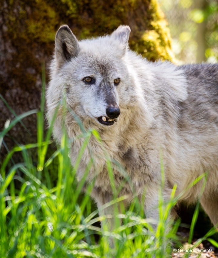 landing page images-1-Wolves-Main (2)