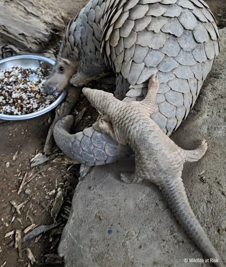 landing page images-1-pangolin-Main