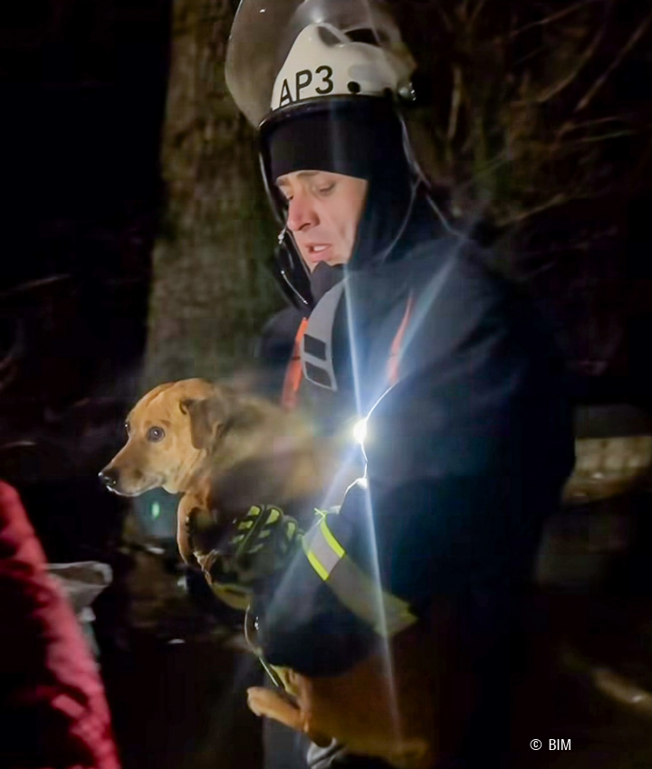 landing page images-12-Ukraine-bees-main (5)