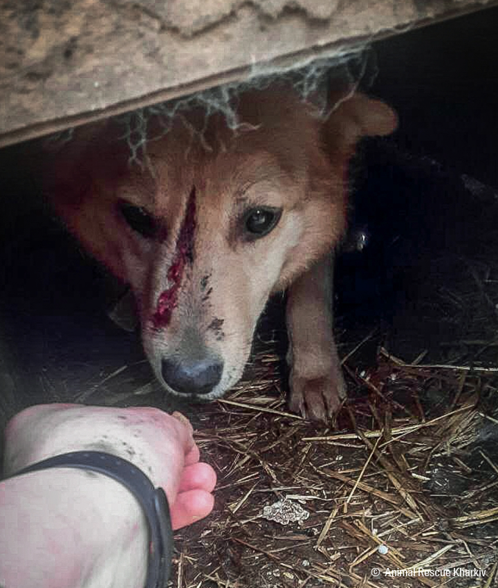 landing page images-12-Ukraine-pets-main