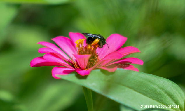 landing page images-13-pollinators-puget-sound (1)