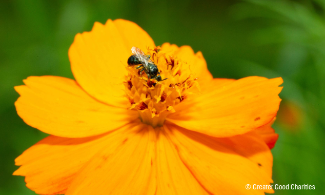 landing page images-13-pollinators-puget-sound