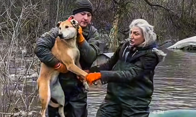 landing page images-13-ukraine-pets-body (1)