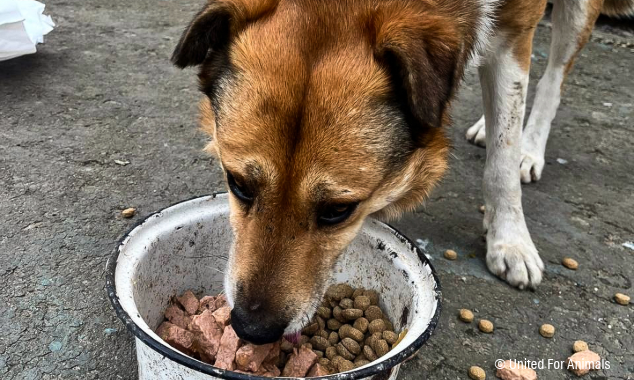 landing page images-13-ukraine-pets-body