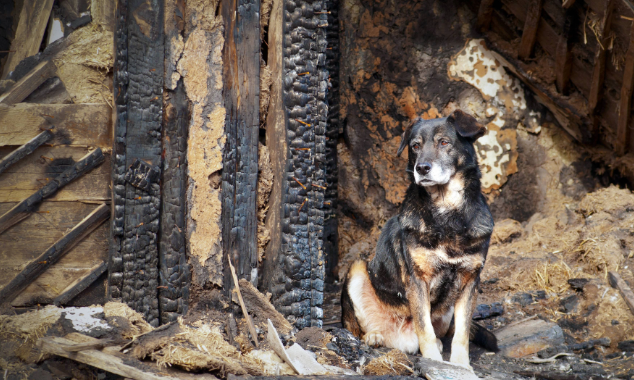 landing page images-14-wildfire-body (2)