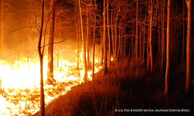 landing page images-14-wildfire-body