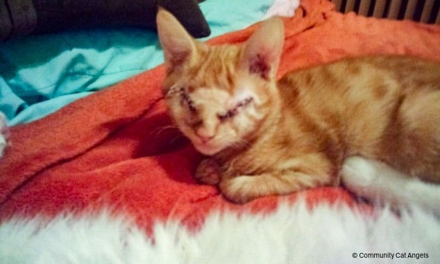 landing page images-3-Cat-EAM-body (1)