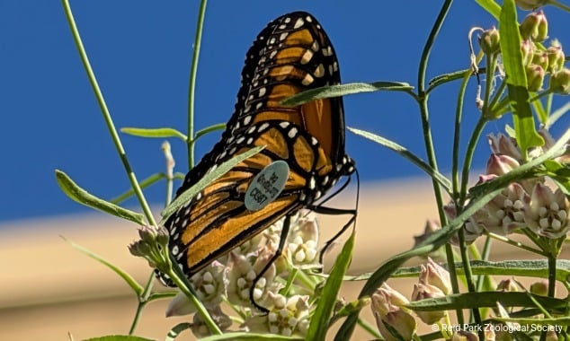 landing page images-3-Monarch-body (2)