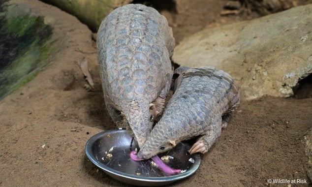 landing page images-3-pangolin-body (1)