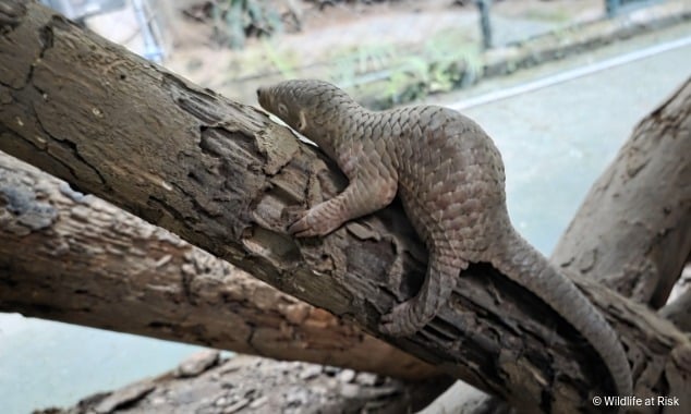 landing page images-3-pangolin-body