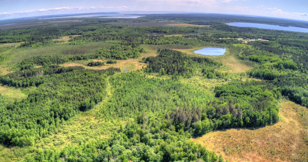 Chippewa National Forest