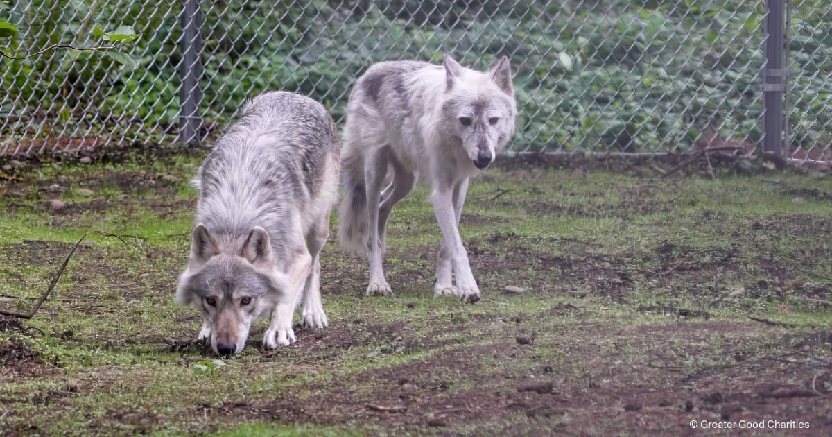 landing page images-4-animals-wolves-blog-featured (1)