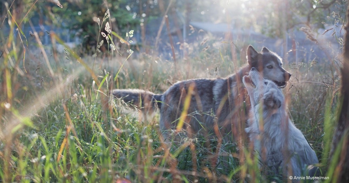 landing page images-4-animals-wolves-blog-featured (4)