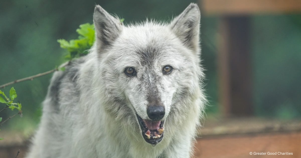 landing page images-4-animals-wolves-blog-featured