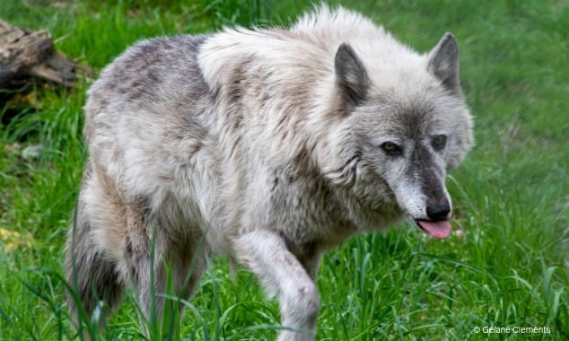 landing page images-4-wolves-body