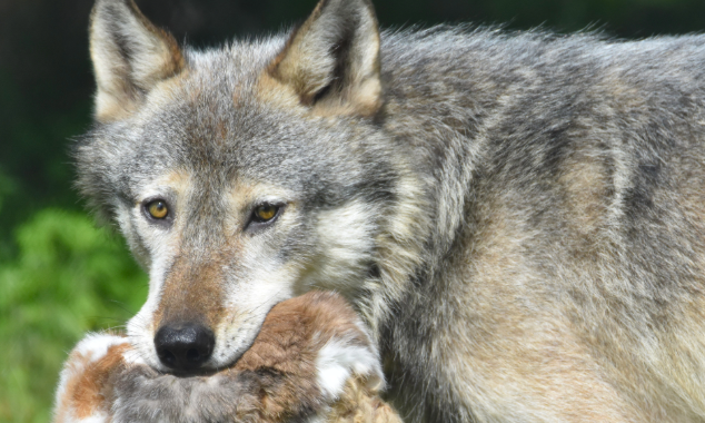 landing page images-4-wolves-body