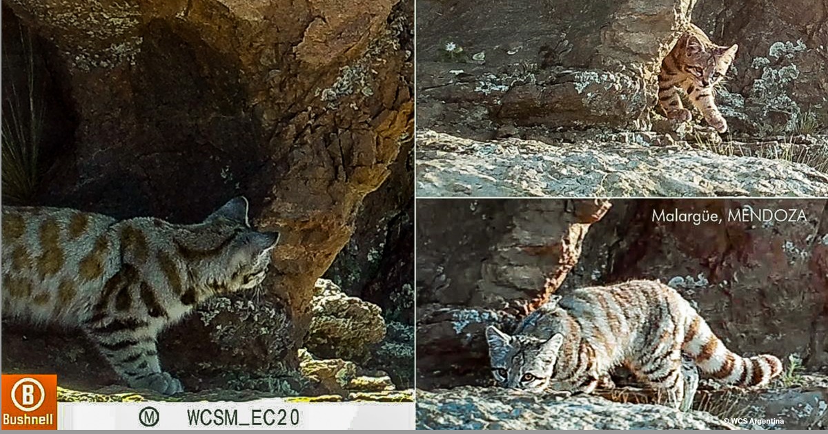 landing page images-5-andean-cat-press-release-featured