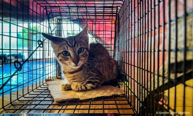 landing page images-5-pet-overcrowding-blog-body (4)