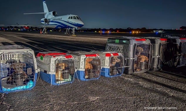 landing page images-5-pet-overcrowding-blog-body
